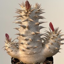 1Piece 6cm Seedgrowth Seedling Pachypodium De...