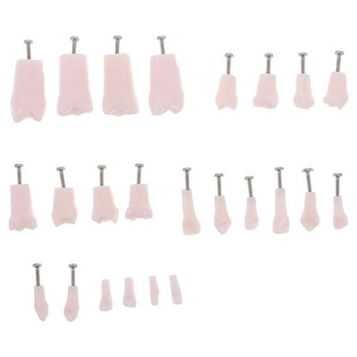 24pcs Typodont Teeth Model Dental Replacement Tooth Artificial Teeth