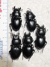 Carabidae 5 A2 Pasimachus californicus Arizona 30X Carabid Beetle Insect