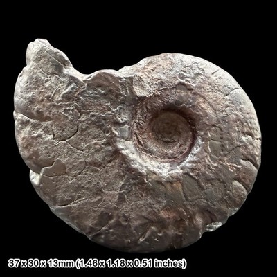 Gonioclymenia Goniatite Fossil 35mm Devon Marokko Hämatit Specimen