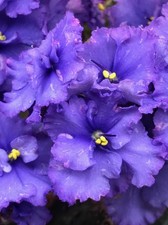 African Violet Leaves (2) Hunter's Campfire Ember's (Standard)