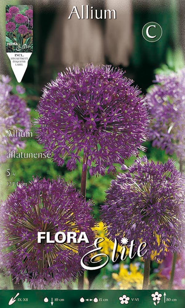 BULBI AUTUNNALI ALLIUM AFLATUNENSE CONFEZIONE DA 5 BULBI BULBS BULBES