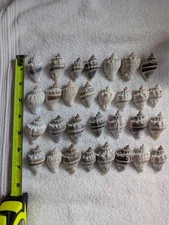 30 Kings Crown Conch Shells Found in Southwest Florida