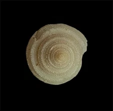 Sea shell TROCHIDAE sp. 14mm