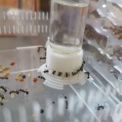 Ameisenfarm Wasserfutterplatz Wassernapf für Ameisenameisenhaufen Ameisennest große Kapazität