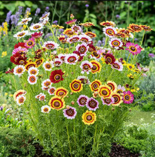 Painted Daisy RAINBOW MIX Pollinator Cut-Flowers Heirloom Non-GMO 500 Seeds  Pur