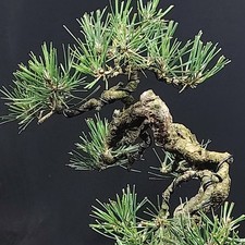 Japanese Black Pine Kifu Bonsai, Mature Bark, Pinus thunbergii, Pino NERO Giappo