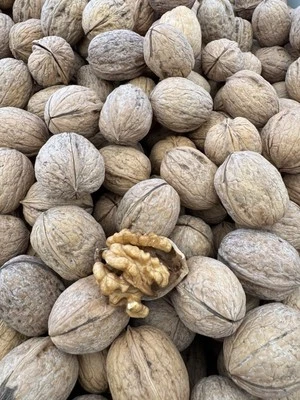 Noci ITALIA Nuova Produzione Scelte 5 kg Variet. MALIZIA Grezze Senza Pesticidi