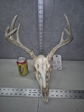 Wild 7pt 95-4" Whitetail Deer Skull European Decor Man Cave Taxidermy Buck Wild 7pt 95-4" Whitetail Deer Skull European Decor Man Cave Taxidermy Buck - Image 1