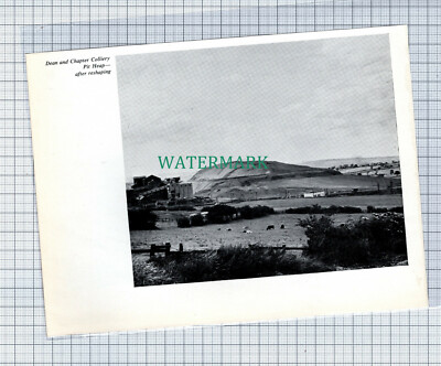 C4671) Dean & Chapter Collery Grubenhaufen - ca. 1960er Jahre Steckling