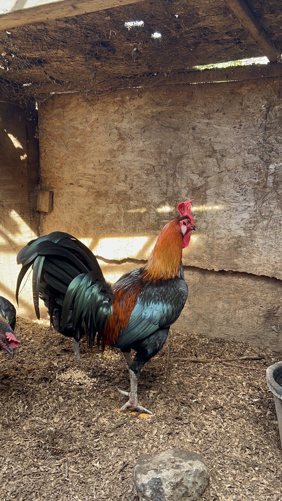 6+ PERUVIAN ASSORTED HATCHING GAMEFOWL EGGS. eBay