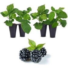 Blackberry plants. Set of 4 starter live plants