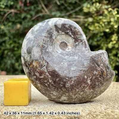 Polierter Gonatit Gonioclymenia Fossil Devon Marokko echter Ammonit
