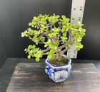 Portulacaria afra shohin bonsai — photo 3