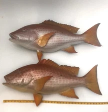 Snapper Mutton 32 inch full mount fiberglass fish replica