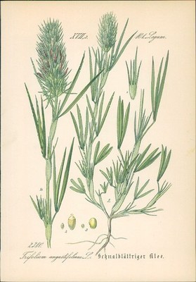 Chromolithographie : Schmalblättriger Klee. Trifolium angustifolium L. Leguminos