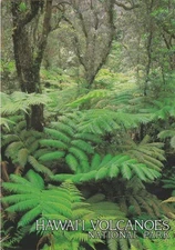 Rain Forest Trees-Hawaii Volcanoes National Park, Hawaii