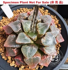 Hyb-915 H. hyb 'OSM Kori No Sekai x badia', 10 seeds, Freshly Harvested, 2025