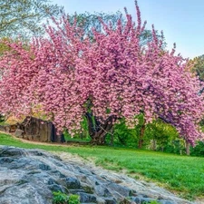 Kwanzan Cherry Tree- Pink Flowering 1-2 ft tall Now Live Tree