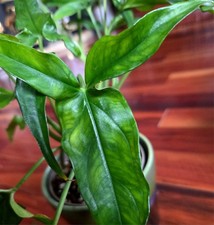 Rare Syngonium UNK Lance Leaf 18" Tall Multi Plants Not Monstera Philodendron