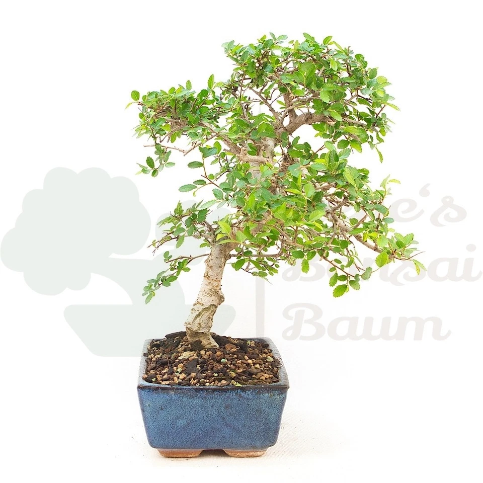 BONSAI Chinesische Ulme 'Zelkova parvifolia' Pflegeleicht & Anfängergeeignet - Bild 4 von 4