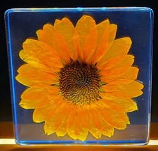 2.9" Real Orange Sunflower in Clear Lucite Resin Paperweight Display Decor Gift