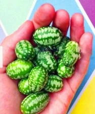 RARE MINI-CUCUMBER (mouse cucumber) 10 SEEDS - Combined Shipping (USA seller )