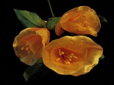 Vtg Millinery Flower BellShaped 1 3/4" Lot of 3 Melon Orange for Wedding Y46