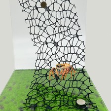 6 PCS Jumping Spider Habitat Accessories - Jumping Spider Webbed Moss Ribbon ...