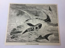 1885 magazine engraving ~ FIGHT BETWEEN SEA MONSTERS whale vs shark
