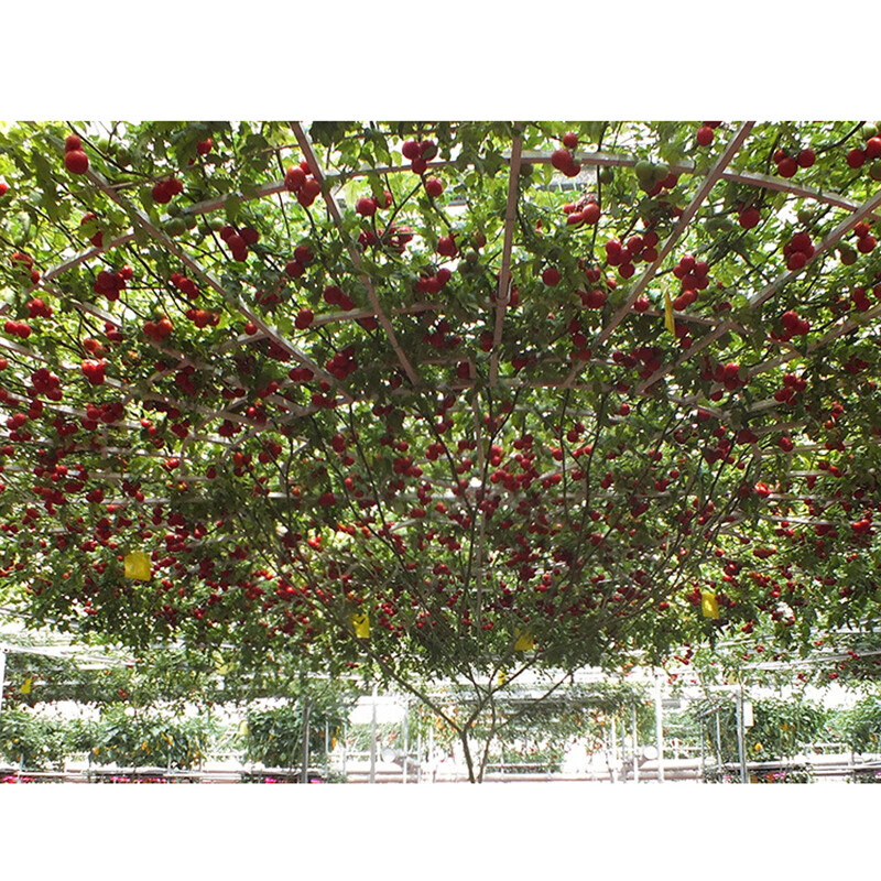 6Pcs TOMATO GIANT TREE Seeds HEIRLOOM Vegetable Garden HEAVY YIELD 6pcs-tomato-giant-tree-seeds-heirloom-vegetable-garden-heavy-yield