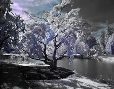 Colorized infrared photograph mounted on board. NOT AI.