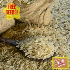 Fresh Dellmati Rice Plant Seeds | Long Grain | Heirloom Non-GMO | Grain Seeds