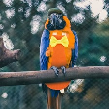 Parrot Diaper Bird Conure Parakeet Costume Diapers for Pet Birds