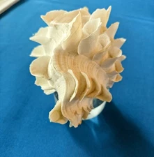 Large Ruffled Squamosa Tridacna Clam Pair Seashell Rare 6.5 inches on Base