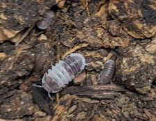10 Cubaris "Panda King" Isopods