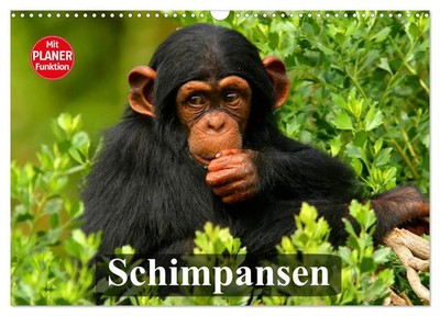 Schimpansen (Wandkalender 2026 DIN A3 quer), CALVENDO Monatskalender Stanzer
