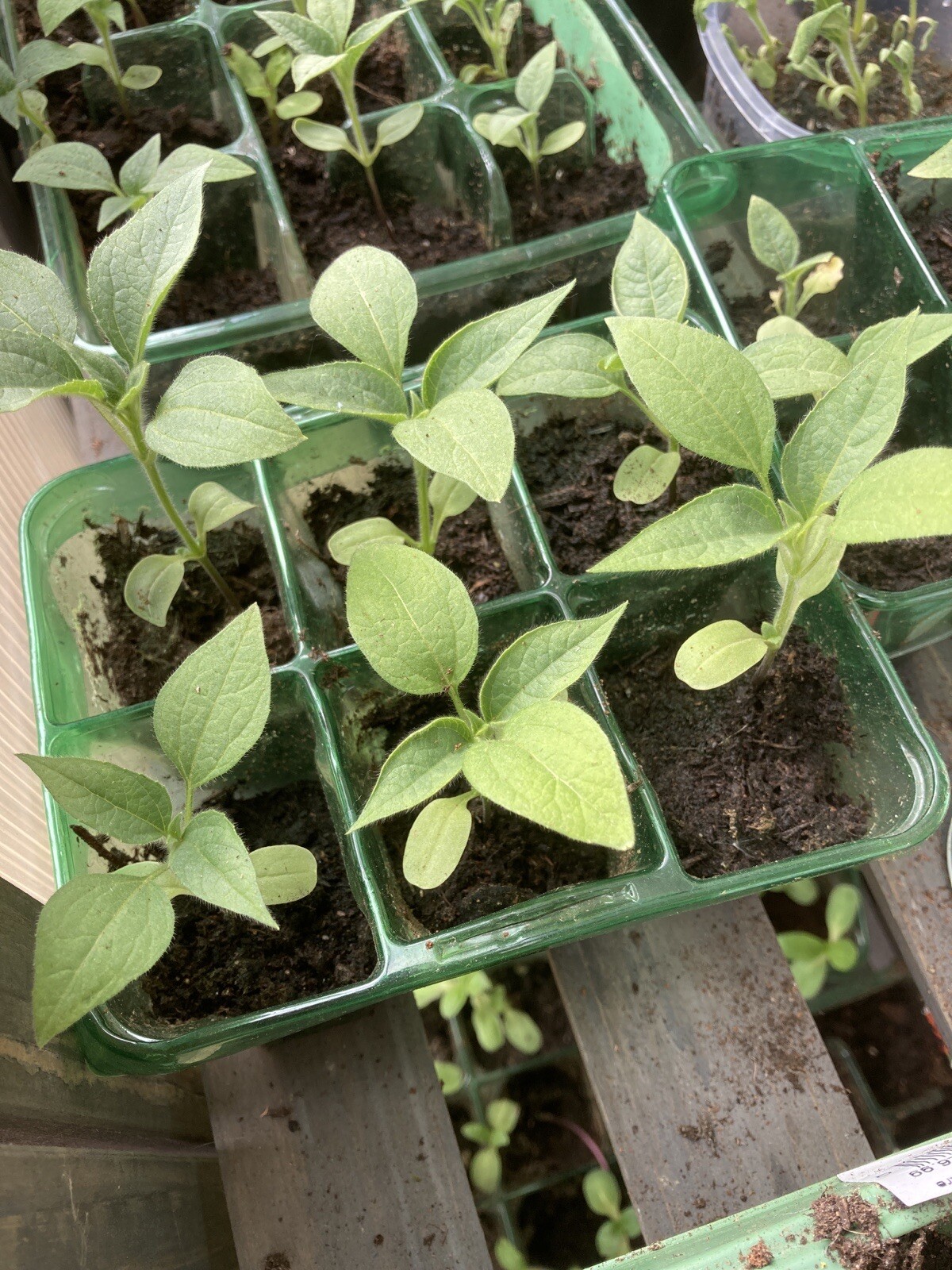 Sunflower Plug Plants X 6 Mexican Red /orange Pre Order No Seeds Ready