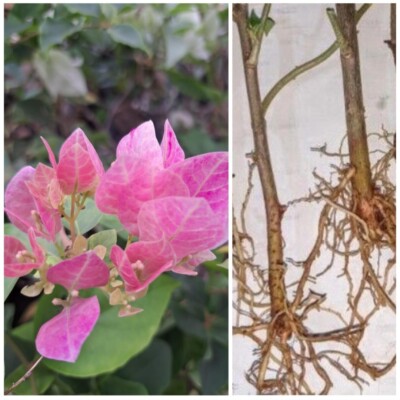 2 Rooted Cutting Bougainvilea Pink mix Variety Flowering Plant