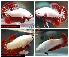 1 PAIR - Live Betta Fish High Quality Halfmoon Plakat HMPK Red Dragon