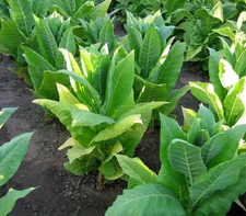 1000 Harrow Velvet Tobacco Seeds ~ Heirloom ~ Medium Flavor ~ Burley
