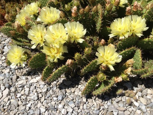SEEDS- Cactus- Prickly Pear Winter hardy Opuntia- Survives Canadian Winter - Picture 7 of 7