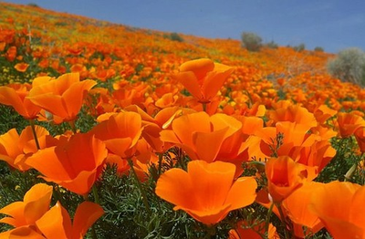 #ad Bulk California Poppy Seeds Eschscholzia californica Stunning Orange Wildflower $12.99