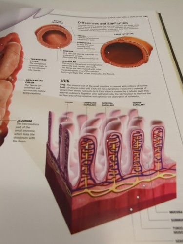 The Human Body A Family Reference Guide - Picture 6 of 6