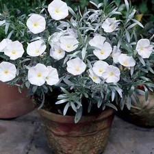 Convolvulus cneorum- Evergreen Flowering Shrub