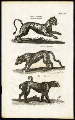 Antiker Druck-PANTHERA PARDUS-LEOPARD-TIGER-TIGRIS-Jonston-Merian-1657