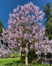 100+ Royal Empress Paulownia tomentosa Seeds - FASTEST GROWING TREE in the WORLD