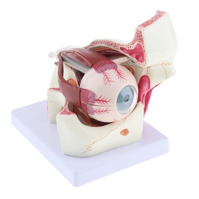 Anatomical Human Eye Model, Magnification 3x, 10 Parts, Learning Aid
