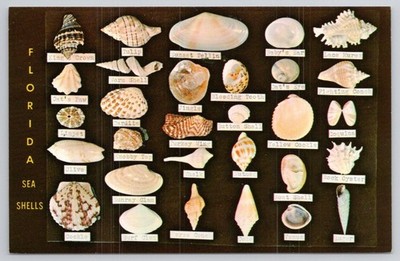Florida Sea Shells Postcard - Dodson's Shell Shop Miami Beach Souvenir