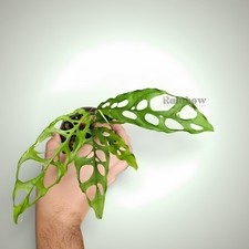 Monstera Obliqua Ornamental Plant